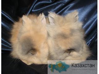 Крольчата карликовой ангоры Новокузнецк
