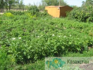 Срочно продам дом Актобе