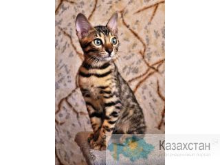 Бенгальские котята Атырау