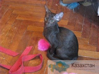 ориентальные котята Алматы