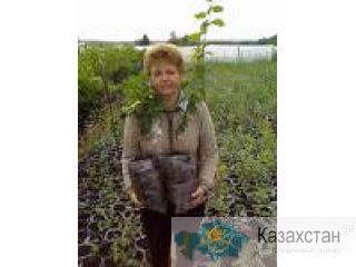 Продажа саженцев плодово-ягодных культур Петропавловск