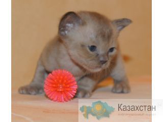 Европейская бурма (котята) Актау