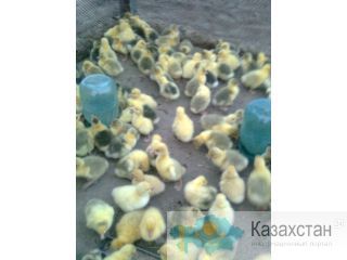 продам усть-каменогорск
