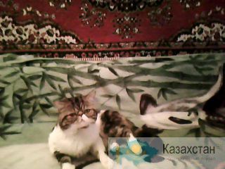 красивый кот экзот подругу для вязки ищет Астана