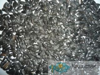 Подсолнечник кондитерских сортов калиброванный 40+ Костанай