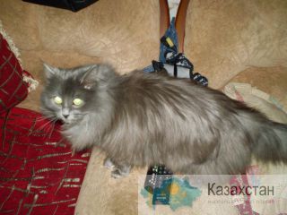 Отдам кошечку в хорошие руки! Алматы
