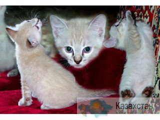 Очаровательный котенок ищет добрых и заботливых хозяев! Сарань