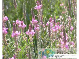 Продаю семена медоносных растений Украина, Черниговская обл., Ичнянский р-н.