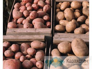 ПРОДАМ КАРТОФЕЛЬ СВЕЖИЙ 2012г. КАРАГАНДА