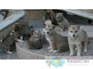 продам Шымкент