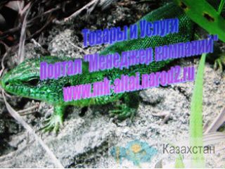 Услуги оператора в энергоинформационном поле. Барнаул