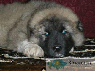 щенки кавказской овчарки челябинск