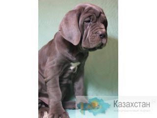Щенки Мастино Наполетано Одесса