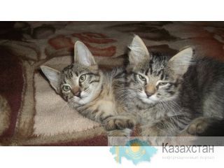 Подарю котят в хорошие руки Караганда