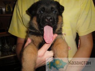 Щенки немецкой овчарки Алмата
