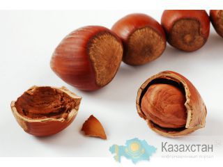 Предлагаем фундук высокого качества из Западной Грузии Almata