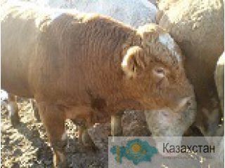 Быки живым весом Барнаул