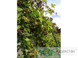 продажа саженцев Алматы