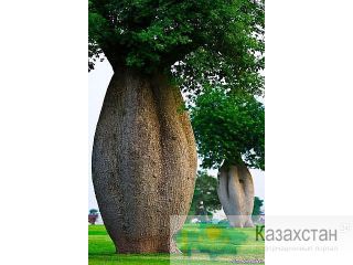 Нотариус Костанай