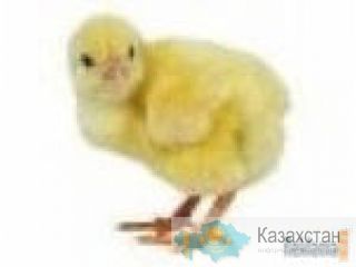суточный цыпленок бройлера п.Новочеркасское