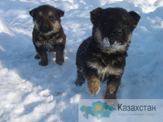 Щенки немецкой Овчарки Алматы