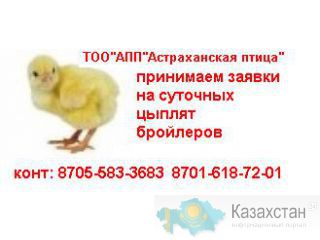 суточные цыплята бройлера от племенного хозяйства астана