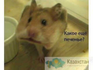 Научитесь зарабатывать для себя! Смоленск