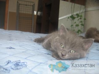 Отдам классного котенка в хороошие руки, бесплатно! Караганда