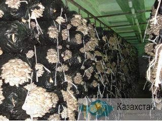 Опытный технолог грибного производства приглашает к сотрудничеству Алматы