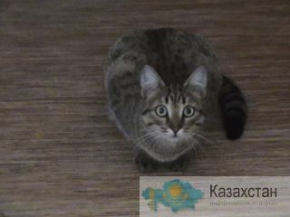 Отдам кошечку в хорошие руки Павлодар