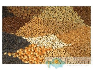 высокоурожайные импортные озимые семена Одесса