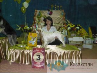 щенки русского спаниеля с родословной Караганда