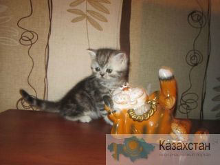 Продажа породистых котят Караганда
