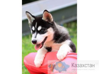 Продается щенок сибирской хаски Новосибирск