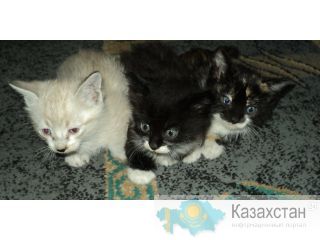 Отдам котят в хорошие руки Караганда