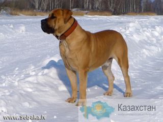 Продается кобель южно-африканского бурбуля Челябинск