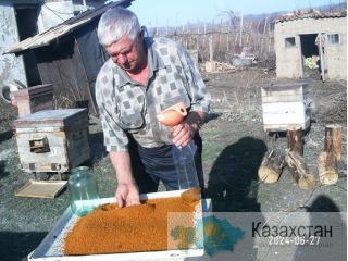 Продам оптом мёд со своей пасеки в Восточном Казахстане Костанай