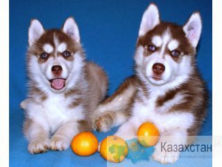 Продам щенков Кемерово