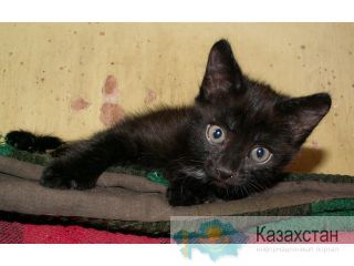 Отдадим в хорошие руки Караганда