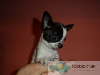 Чихуа щеночки разных окрасов. Питомник РКФ Москва