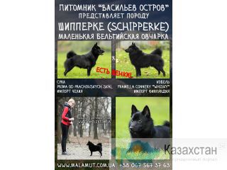 Щенки шипперке. Родились 11.02.2014г. Алма-Ата