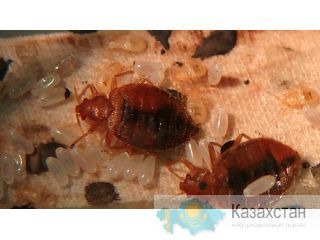 уничтожение клопов Алматы