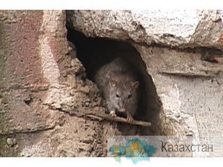 уничтожение крыс и мышей Алматы