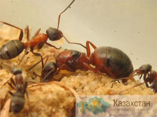 уничтожение муравьев Алматы