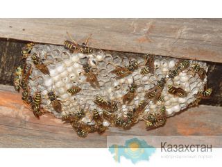 уничтожение ос Алматы