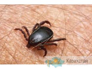 уничтожение клещей Алматы