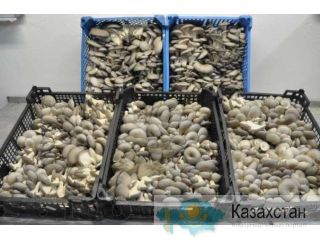 Ищу спонсора, партнеров, продам блоки вешенки, мицелий, консультации Алматы