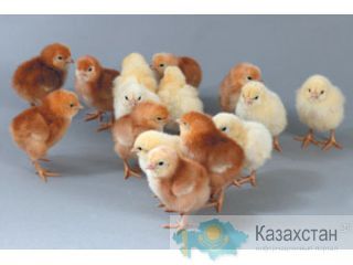 проджа суточных цыплят бройлеров и несушек г.Магнитогорск