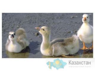 Продам гусят оптом Челябинск