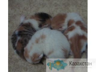 Вислоухие котята Караганда